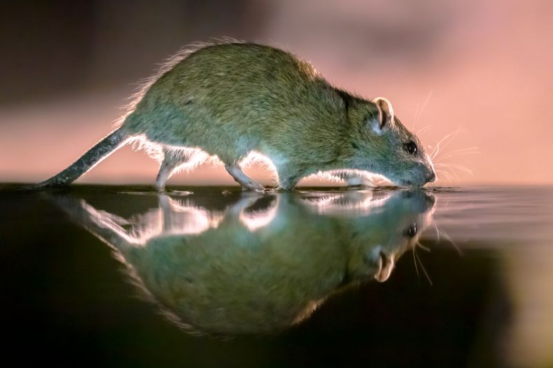 Rats Extermination