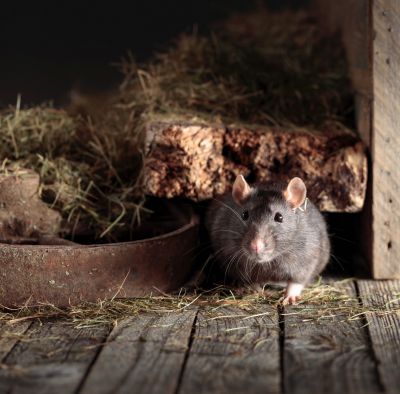 Rats Extermination