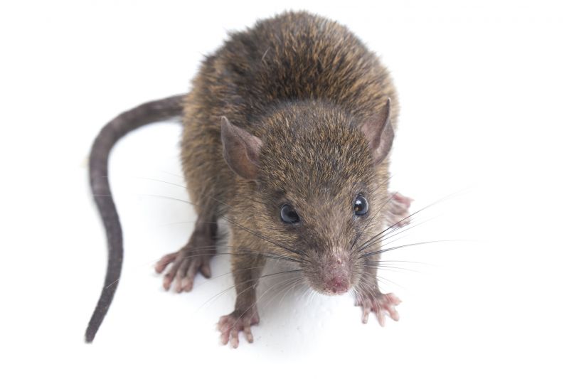 Rats Extermination
