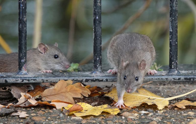 Rats Removal