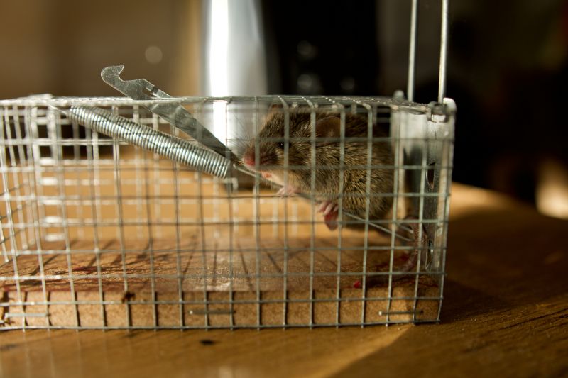Rats Removal