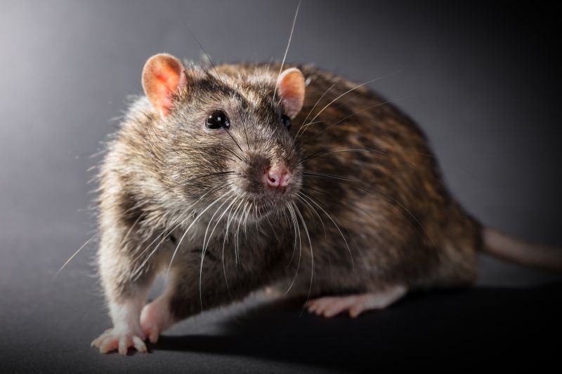 Rats Removal