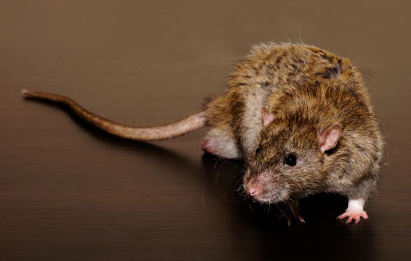 Rats Removal