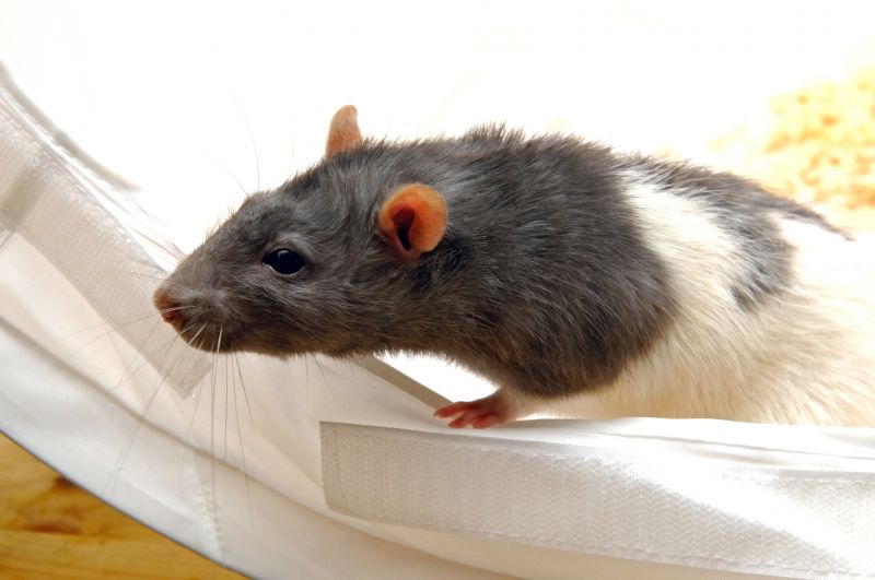 Rats Removal