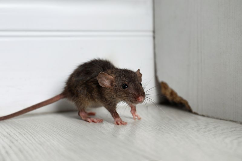 Rats Removal