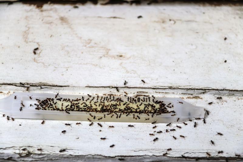 Red Ant Extermination