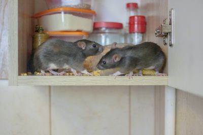 Rodent Extermination Service