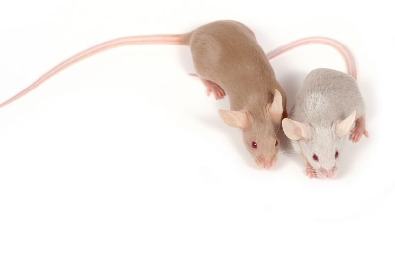 Rodent Extermination Service