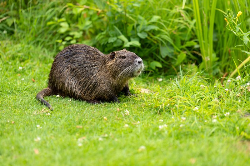 Rodent Extermination Service