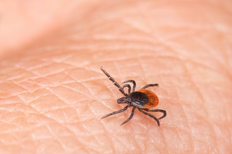 Seasonal Flea And Tick Control Strategies