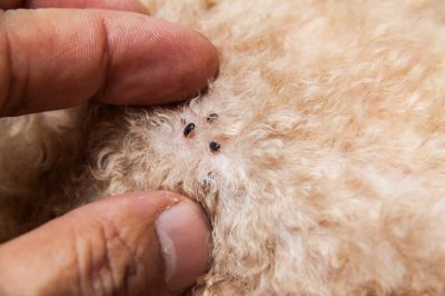 Seasonal Flea And Tick Control Strategies
