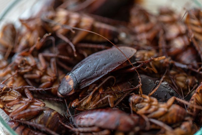 Signs You Have A Roach Infestation In Your Home Or Business
