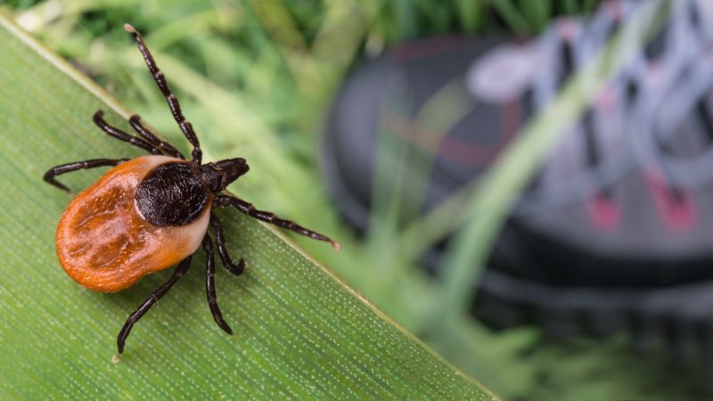 Signs Your Commercial Property Needs Flea And Tick Treatment