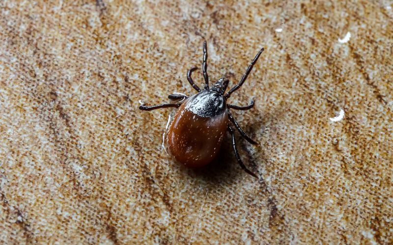 Signs Your Commercial Property Needs Flea And Tick Treatment