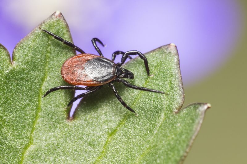 Signs Your Property Needs Flea And Tick Treatment