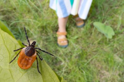 Signs Your Property Needs Flea And Tick Treatment
