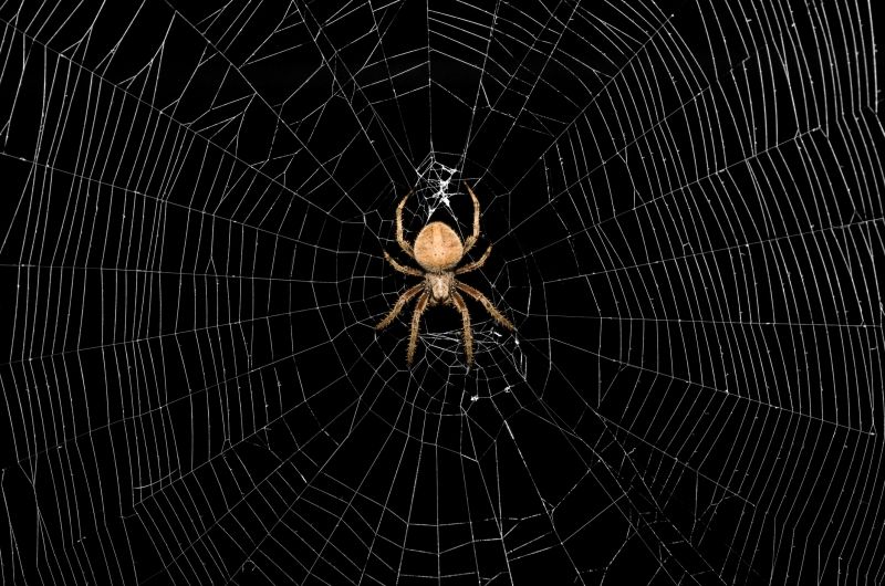 Spider Control Service