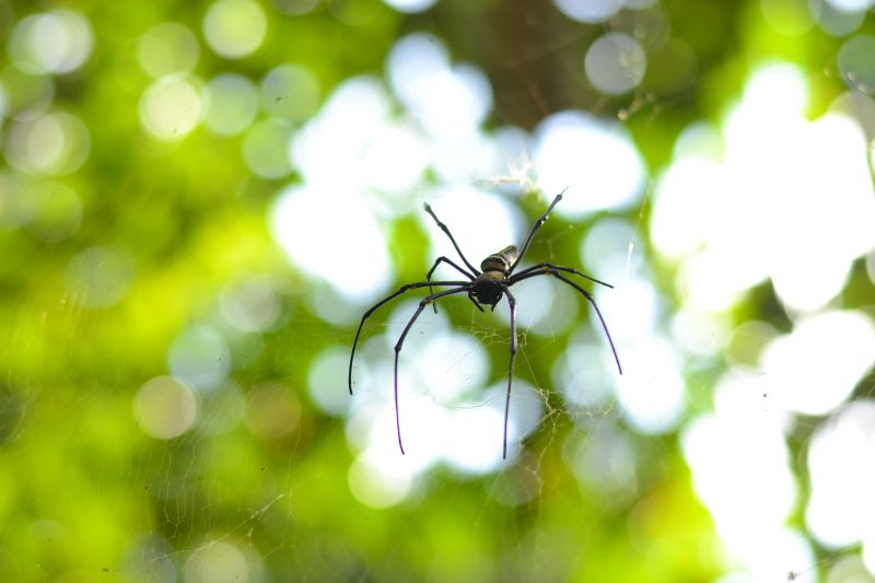 Spider Control Service