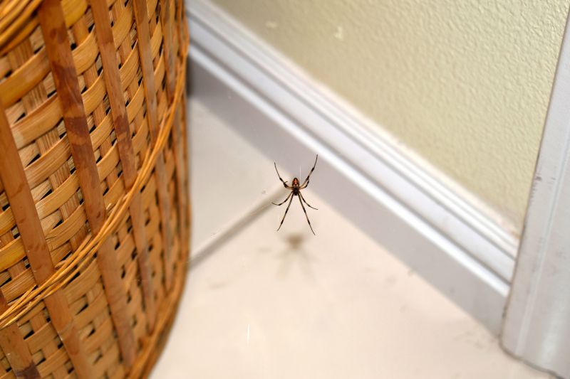 Spider Control Service