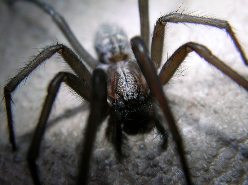 Spider Extermination Service