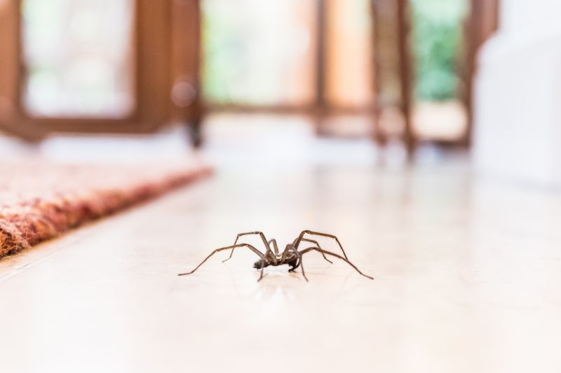 Spider Extermination Service