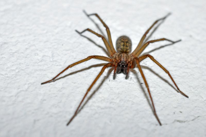 Spider Extermination Service