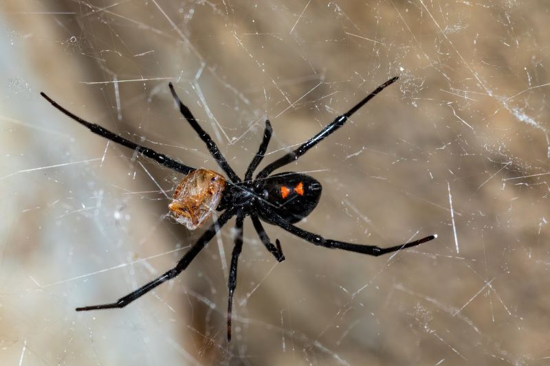 Spider Extermination Service