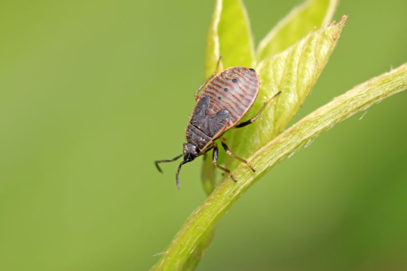 Stinkbug Extermination Service