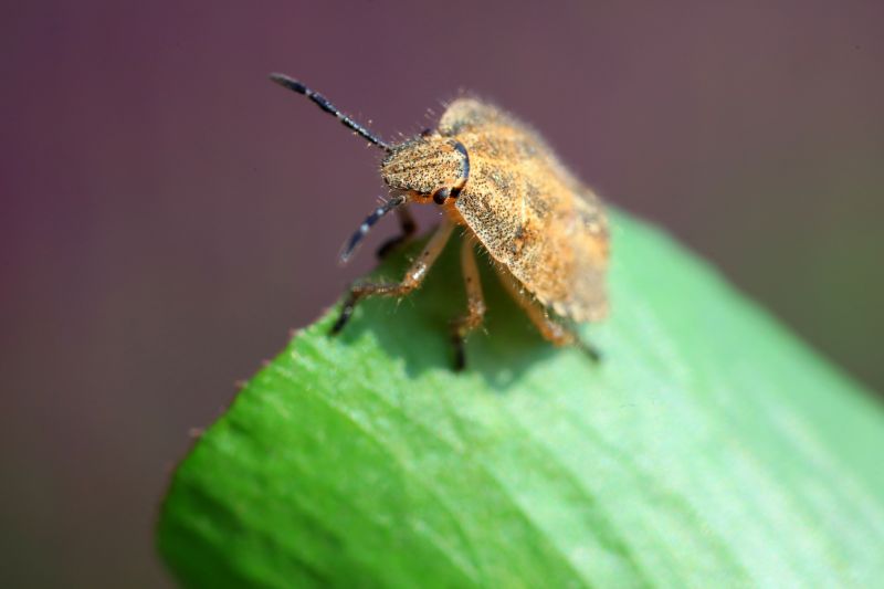 Stinkbug Extermination Service