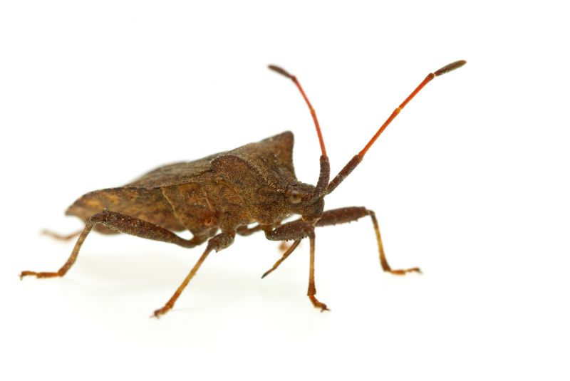 Stinkbug Extermination Service