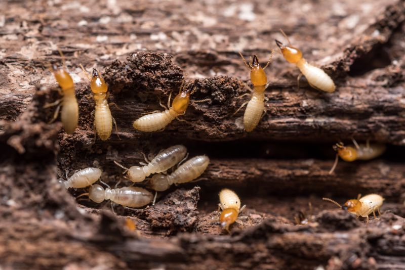 Termite Fumigation