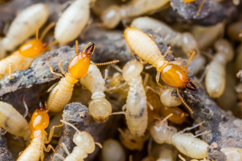 Termite Fumigation