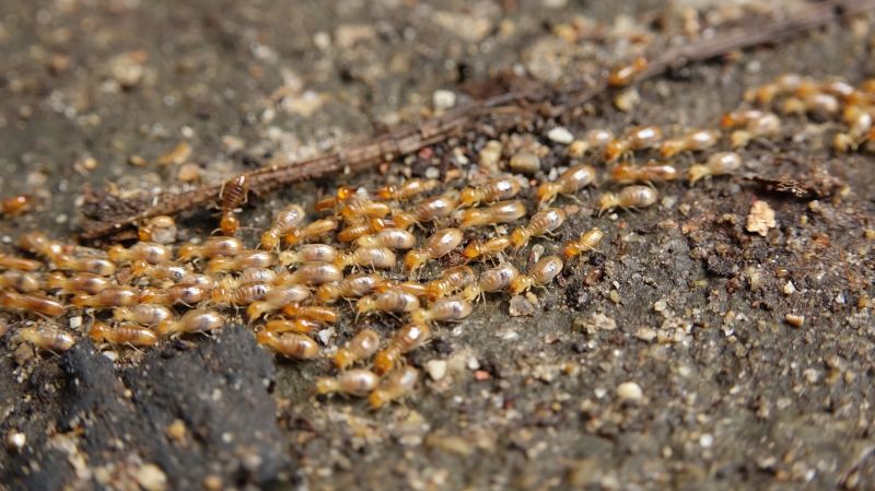 Termite Fumigation