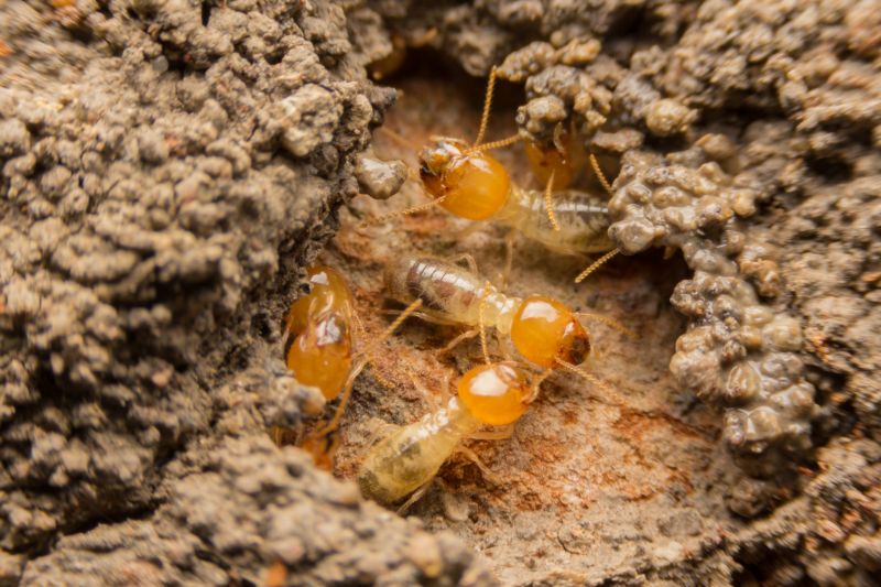 Termite Fumigation
