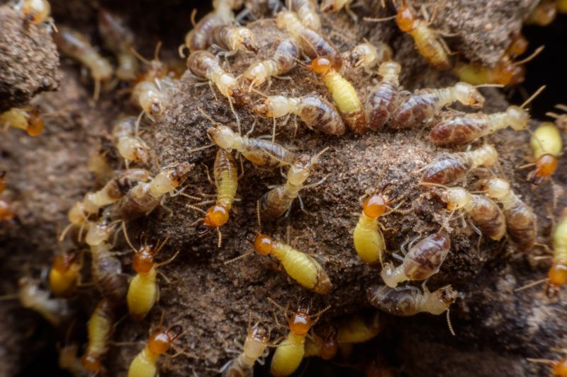 Termite Inspection Service