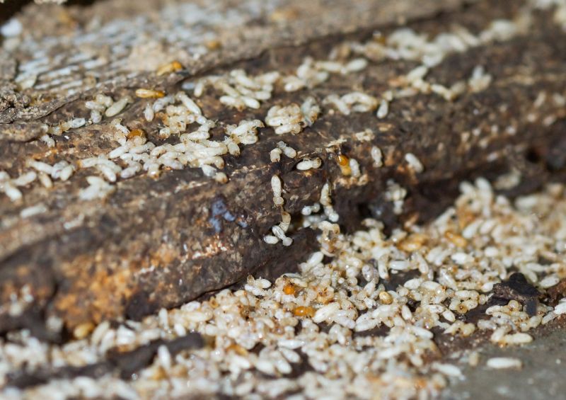 Termite Inspection Service