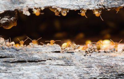 Termite Inspection Service