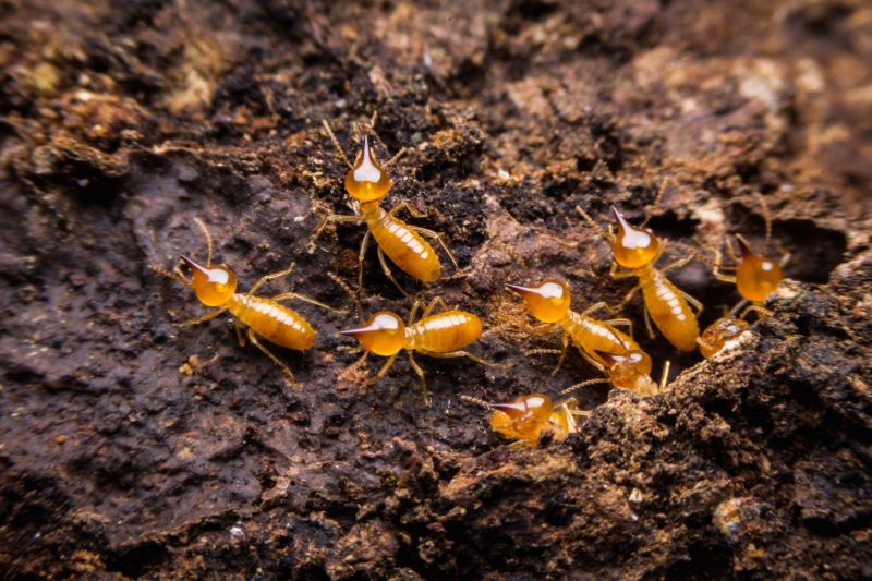 Termite Service