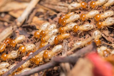 Termites Extermination