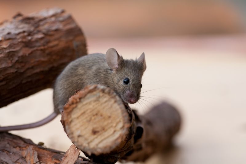 Vermin Extermination