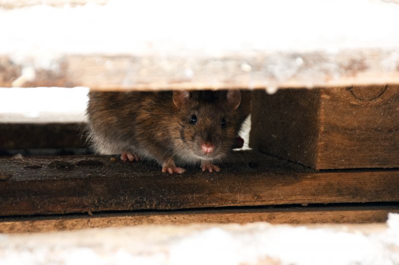 Vermin Extermination