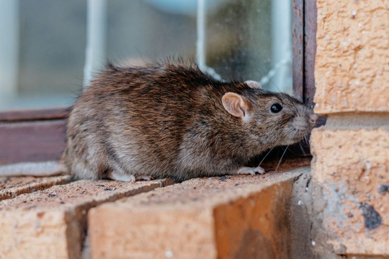 Vermin Extermination