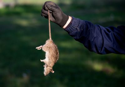 Vermin Removal