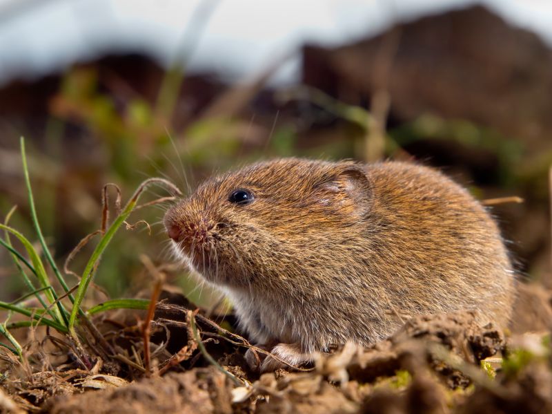 Vermin Removal