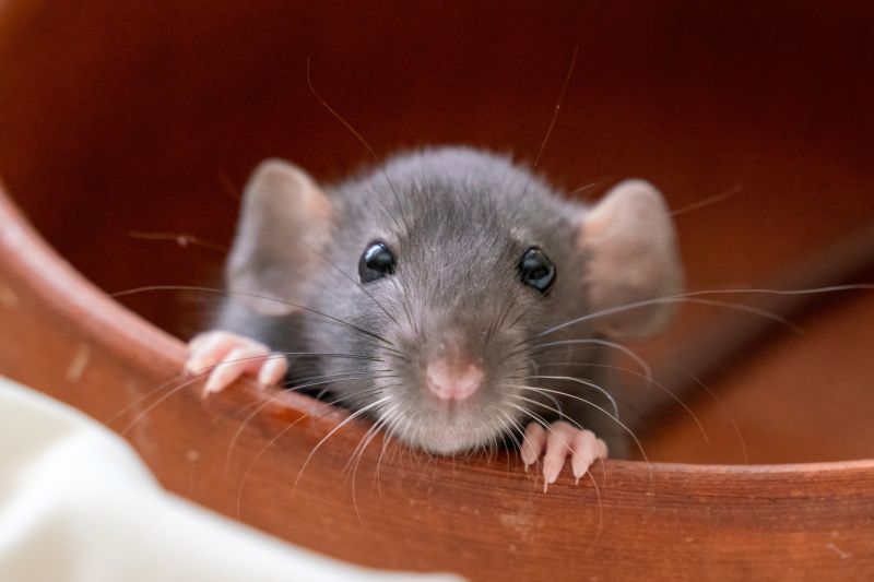 Vermin Removal