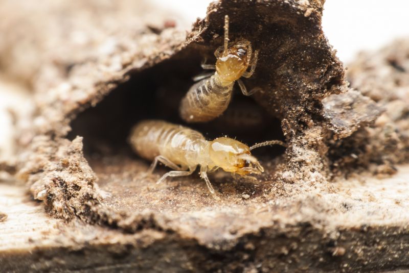 Wdir Inspection Service