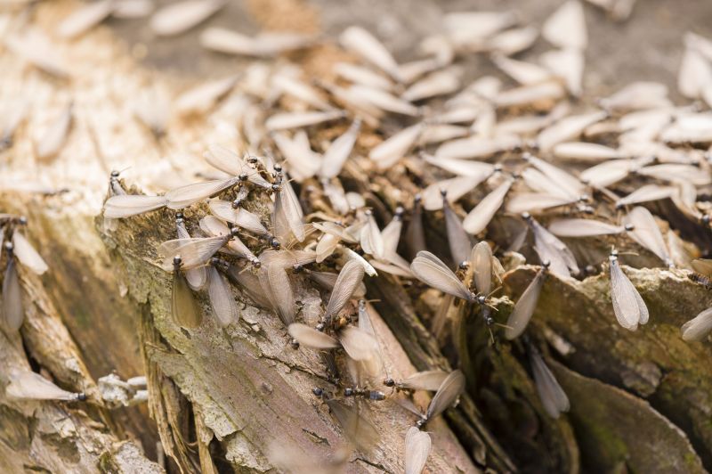 Winged Termite Extermination